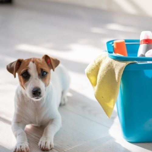 pet-friendly-cleaning-services-01